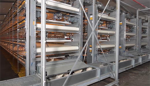 正大榆树33万肉鸡场